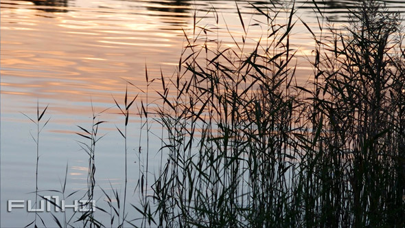 Grass Silhouettes and Water Surface Grass Silhouettes and Water Surface