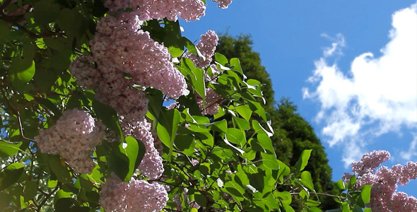 Spring Flower Spring Flower