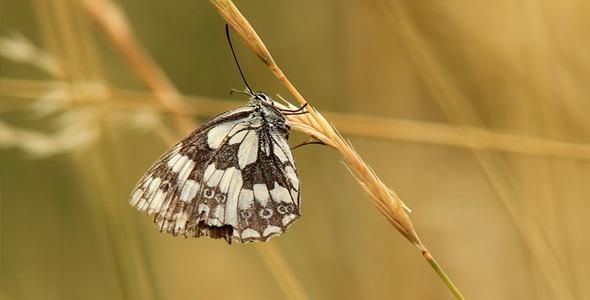 Butterfly On Dry Grass Butterfly On Dry Grass