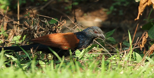 Crow Pheasant Centropus sinensis Pack 2 Crow Pheasant Centropus sinensis Pack 2