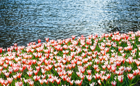 Red-white tulips near pond