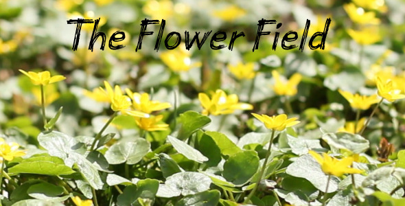 The Flower Field 7 The Flower Field 7