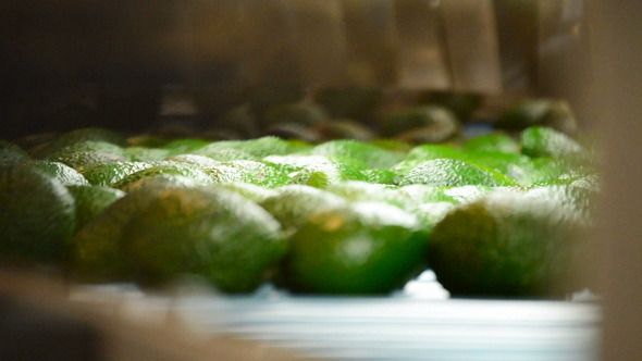Avocado Hass in Linepack Avocado Hass in Linepack
