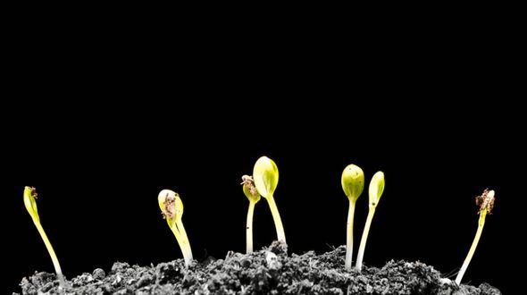 Grows Sprouting Out of Barren Ground Grows Sprouting Out of Barren Ground
