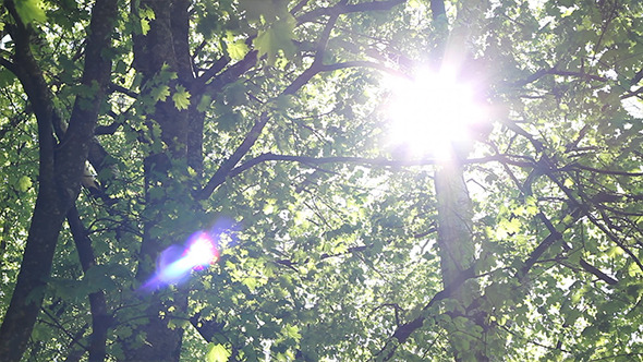 Dazzling Sunshine Through Canopy Dazzling Sunshine Through Canopy