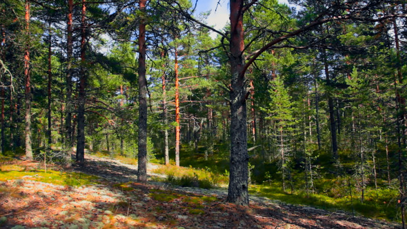 Northern Pine Forest Northern Pine Forest