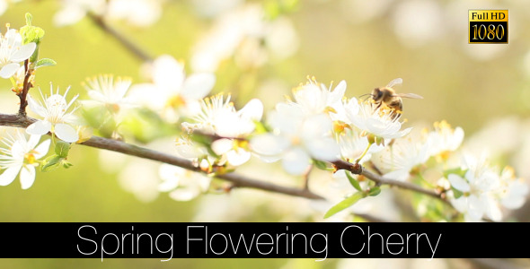 Spring Flowering Cherry 4 Spring Flowering Cherry 4