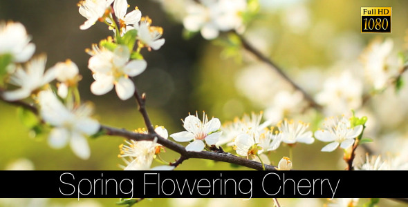 Spring Flowering Cherry 5 Spring Flowering Cherry 5