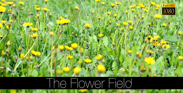 The Flower Field 9 The Flower Field 9