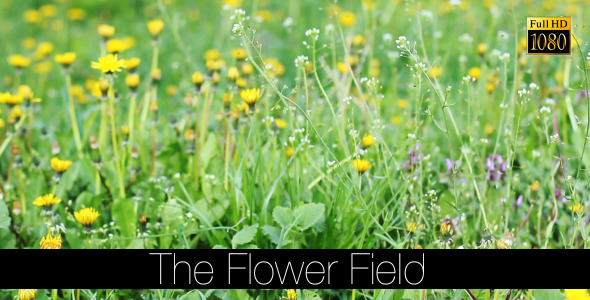 The Flower Field 10 The Flower Field 10