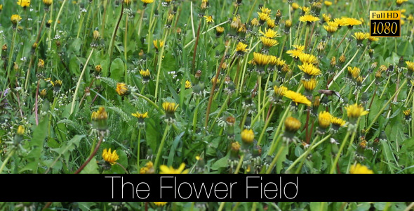The Flower Field 13 The Flower Field 13