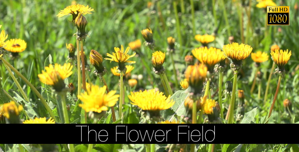The Flower Field 14 The Flower Field 14