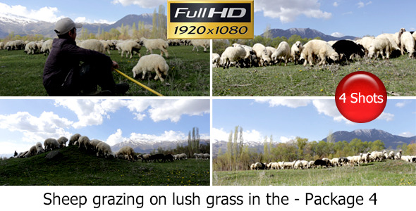 Sheep Sheep