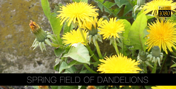 Spring Field Of Dandelions Spring Field Of Dandelions