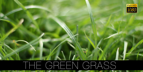The Green Grass 11 The Green Grass 11
