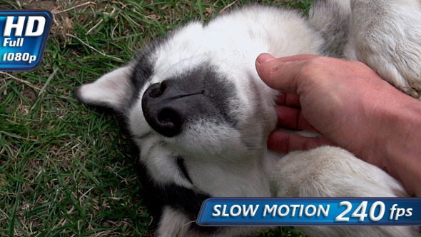 Petting Amusing Dog Petting Amusing Dog