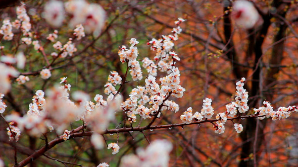 Tree Flowers In Rain 10 Tree Flowers In Rain 10