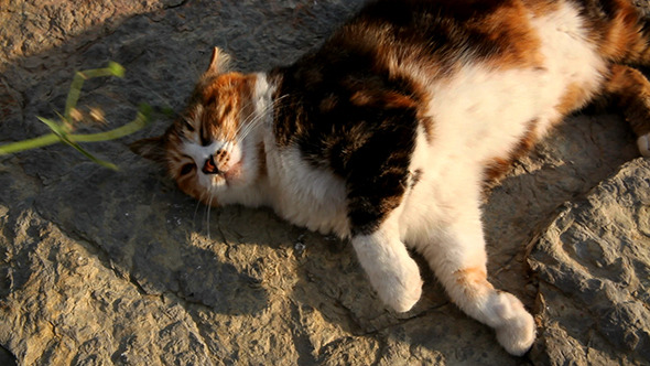 Lazy Cat Lazy Cat