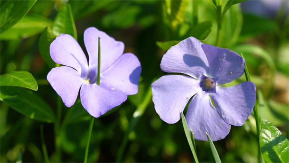 Periwinkle Flowers Periwinkle Flowers
