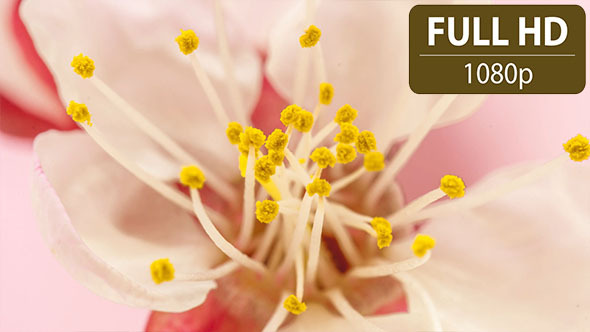 Apricot Flower Blooming 3 Apricot Flower Blooming 3