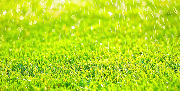 Green Grass 5 Green Grass 5