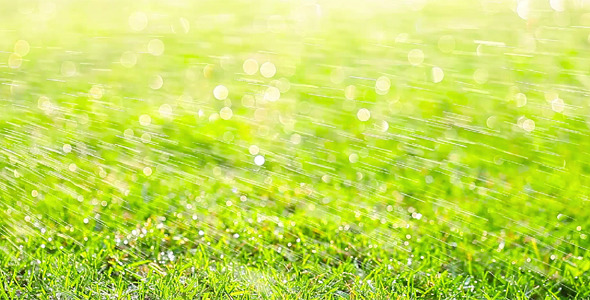 Green Grass 9 Green Grass 9