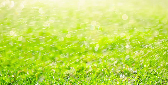 Green Grass 10 Green Grass 10