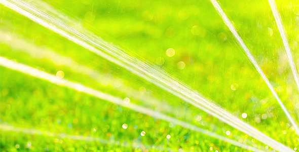 Green Grass 13 Green Grass 13