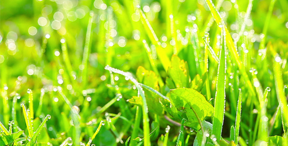 Green Grass 20 Green Grass 20