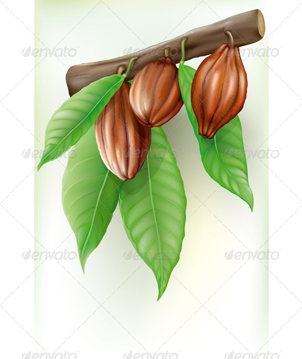 Branch with Fruit Cocoa