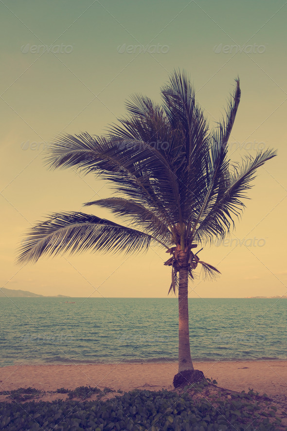 Vintage coconut palm tree on the beach