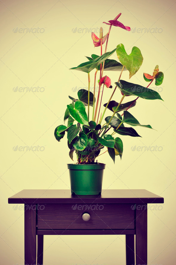 a flamingo lily plant on a table with a retro effect