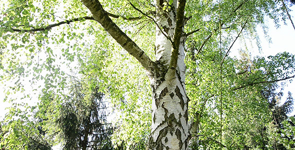 Tree 01 Tree 01