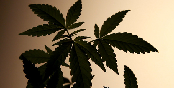 Medical Cannabis Medical Cannabis