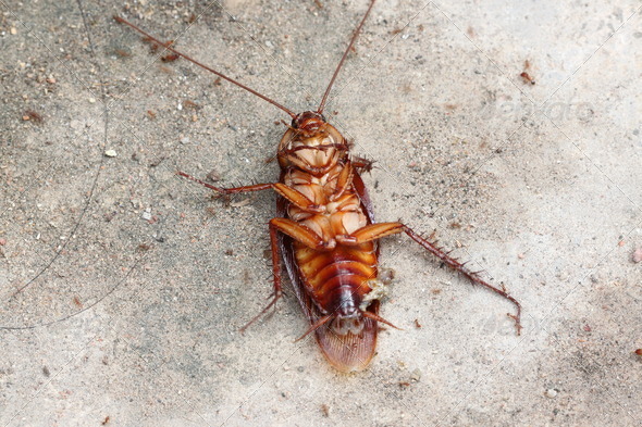 dead of cockroach.