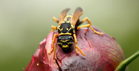 Wasp Wasp