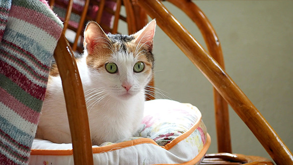 Cute Cat Cute Cat