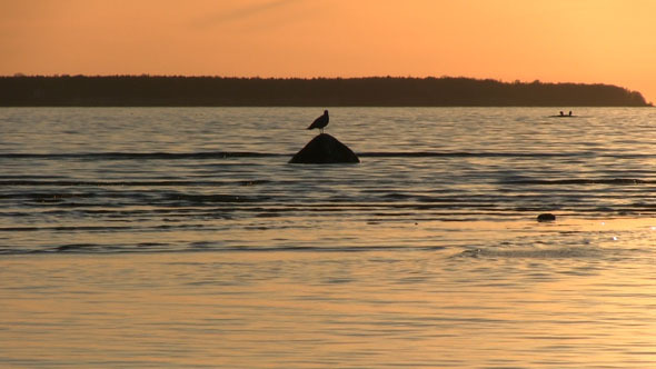 Bird On A Rock In The Sea With A Sunset Bird On A Rock In The Sea With A Sunset