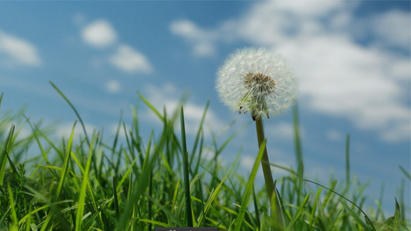 Dandelion Dandelion