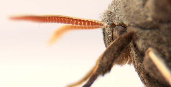 Moth Moth