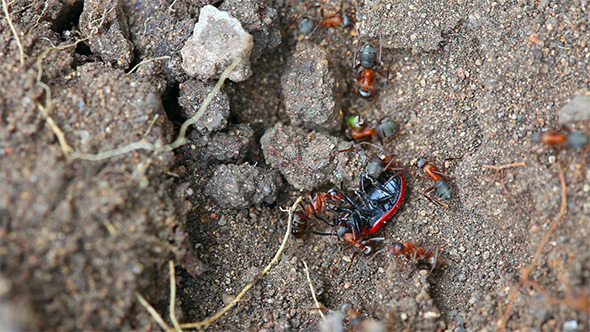 Ant Nest Ant Nest