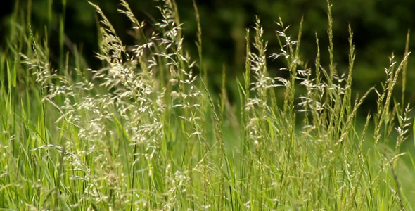Green Grass Tips Green Grass Tips