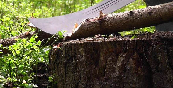 Chopping Wood With Machete In Forest Chopping Wood With Machete In Forest