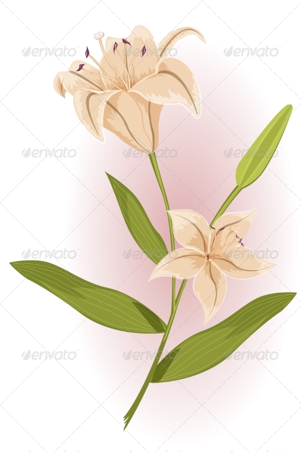 Golden Lily Golden Lily