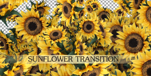 Sunflower Transition Sunflower Transition