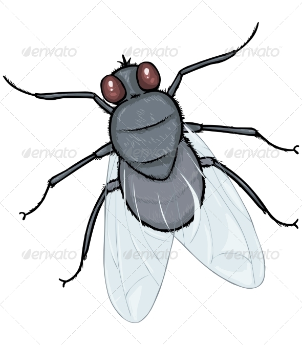 Cartoon Fly Cartoon Fly