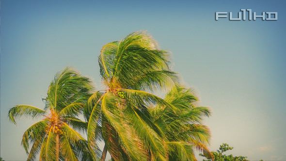 Palm of Caribbean Coast Palm of Caribbean Coast