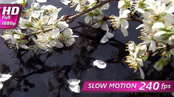 Falling Petals Falling Petals