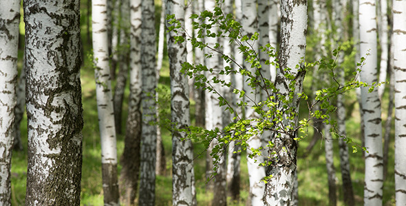 Spring Birchwood Spring Birchwood