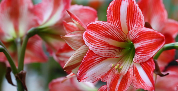 Red Flowers Red Flowers